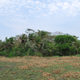 One of 6,643 forest islands identified in the new study.
